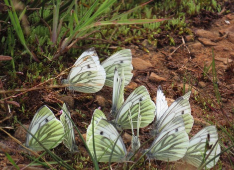Butterflies, Langholm